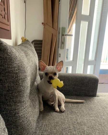 Khu dân cư đông cần cho thuê nhà rộng 28m2, 3 tầng đúc, giá 8 triệu/tháng, hẻm Tân Mỹ, Quận 7