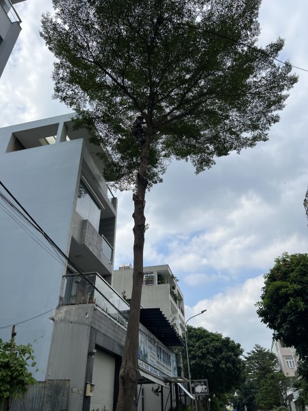 Cho thuê nhà phố dự án Ecogreen Quận 7 tiện ích đầy đủ